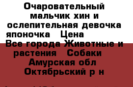 Очаровательный мальчик хин и ослепительная девочка японочка › Цена ­ 16 000 - Все города Животные и растения » Собаки   . Амурская обл.,Октябрьский р-н